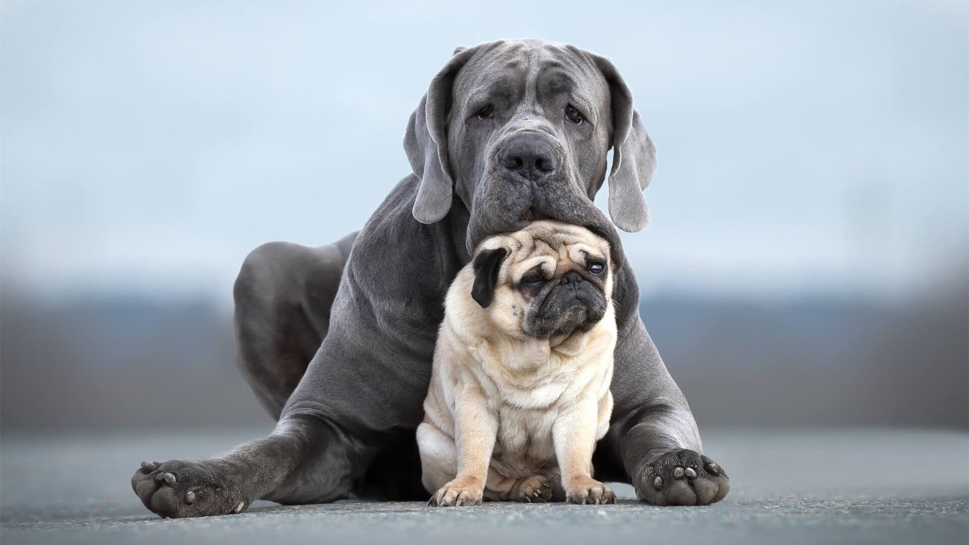 CBA赛季最佳阵容出炉 本土球员占半壁江山，cba最佳阵容评选规则