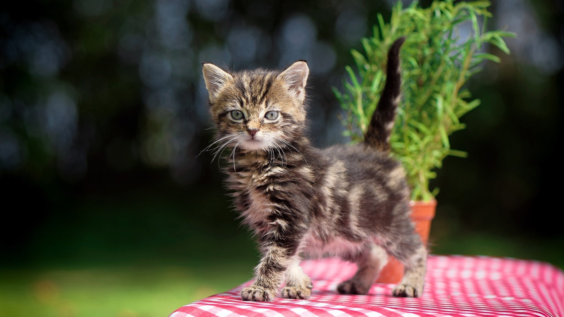 米兰体育·「中国」官方网站-中超联赛中国女足晋级 球员表现备受肯定，中超俱乐部女足组建情况