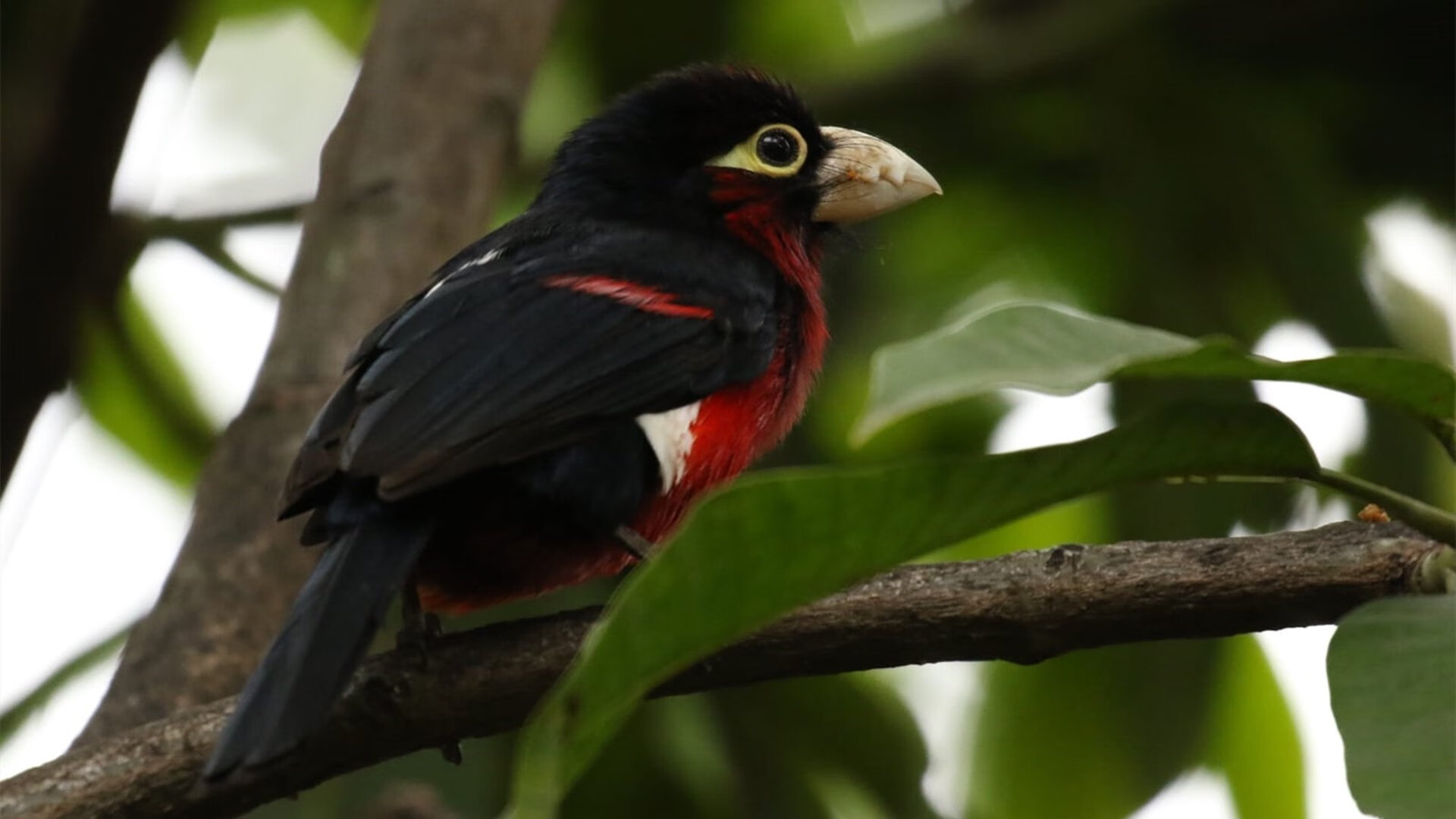 决赛替补出场球员表现同样抢眼，决赛阵容