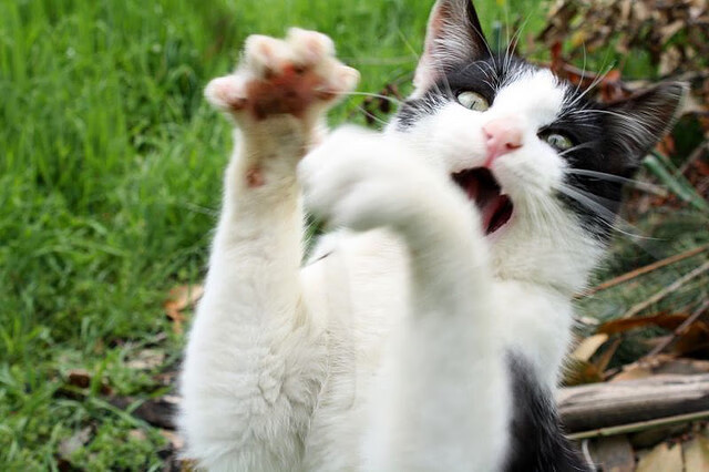 女子100蝶德国首进半决赛，德国女子百米运动员