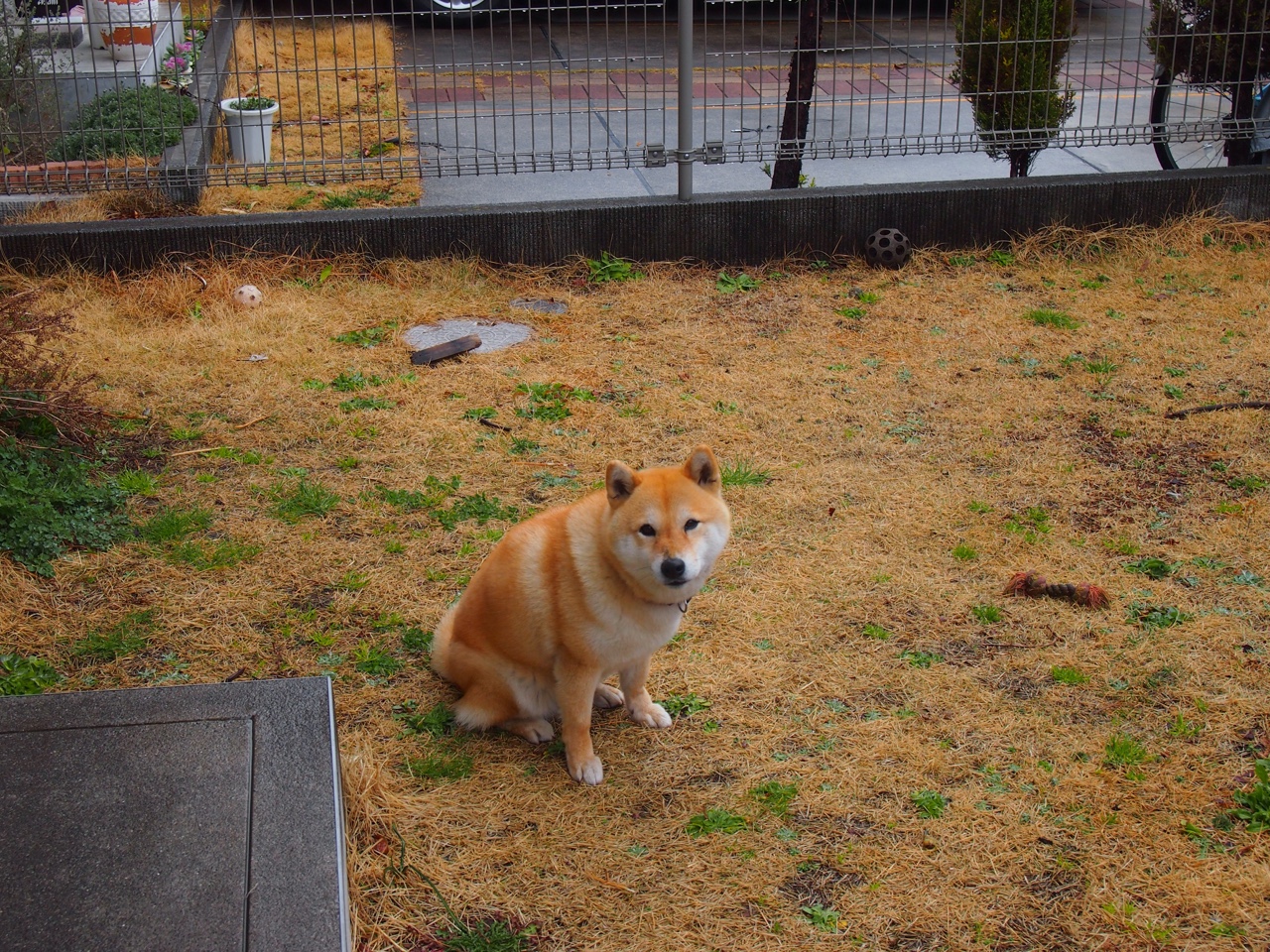 哥伦比亚橄榄球展现新生力，是否能挑战传统强队？，哥伦比亚乙