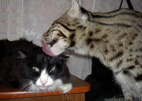 女子国家队训练营开展技术专项周提升训练效率，女子训练营完整版