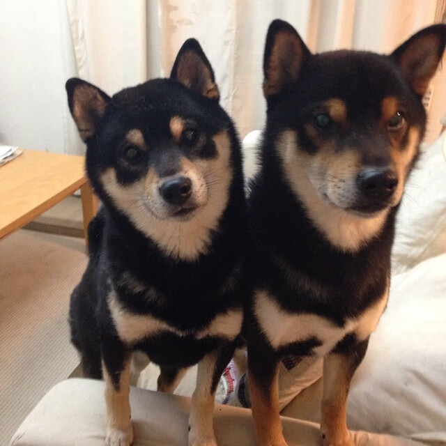 意甲传奇时刻：技艺与意志的巅峰展现，意甲集锦