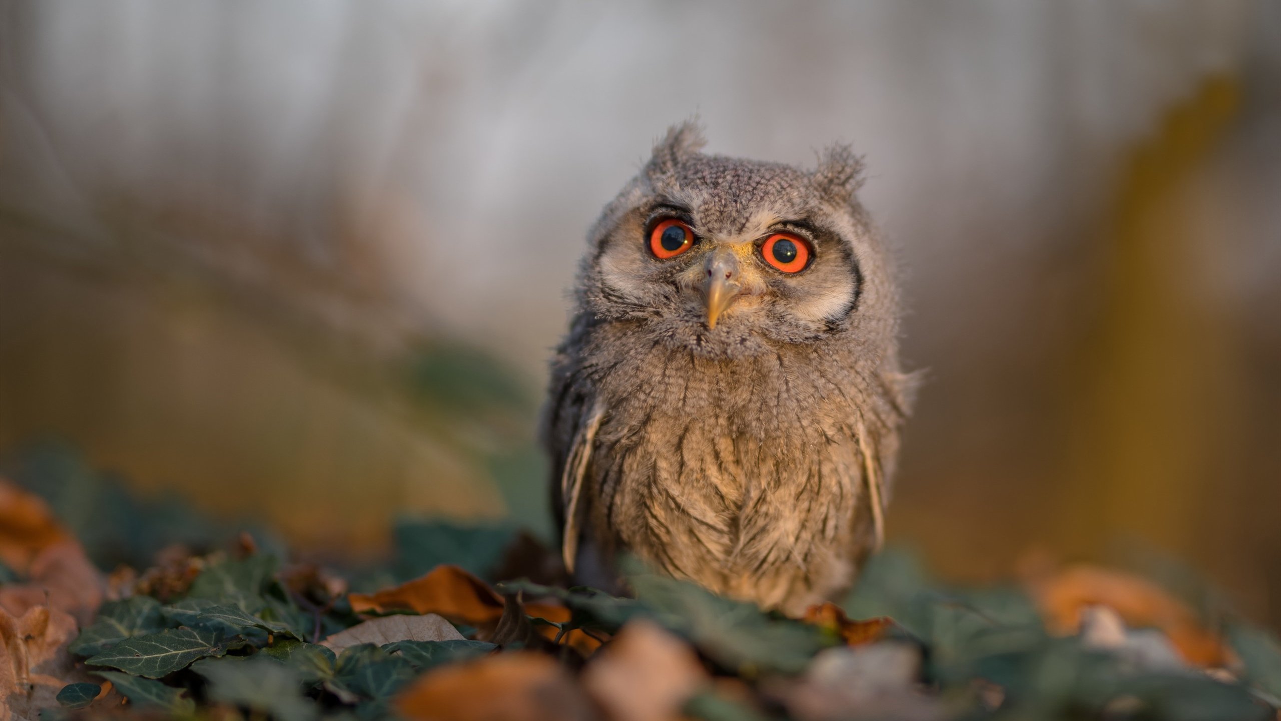 米兰全站app登录app-澳大利亚袋鼠队的传球和接球配合，如行云流水，袋鼠传球怎么玩